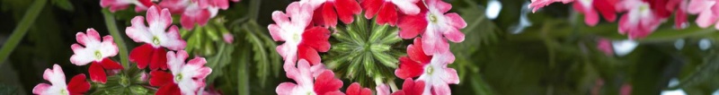 verbena