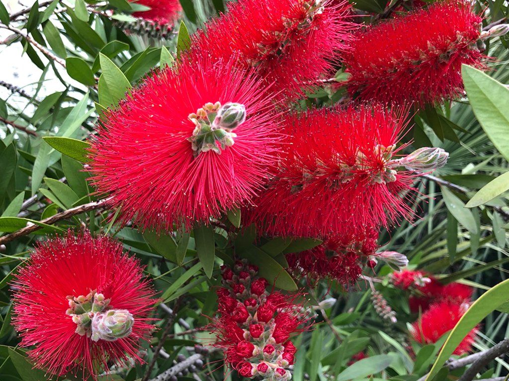 Štětkovec citronový - Callistemon laevis  Callistemon laevis