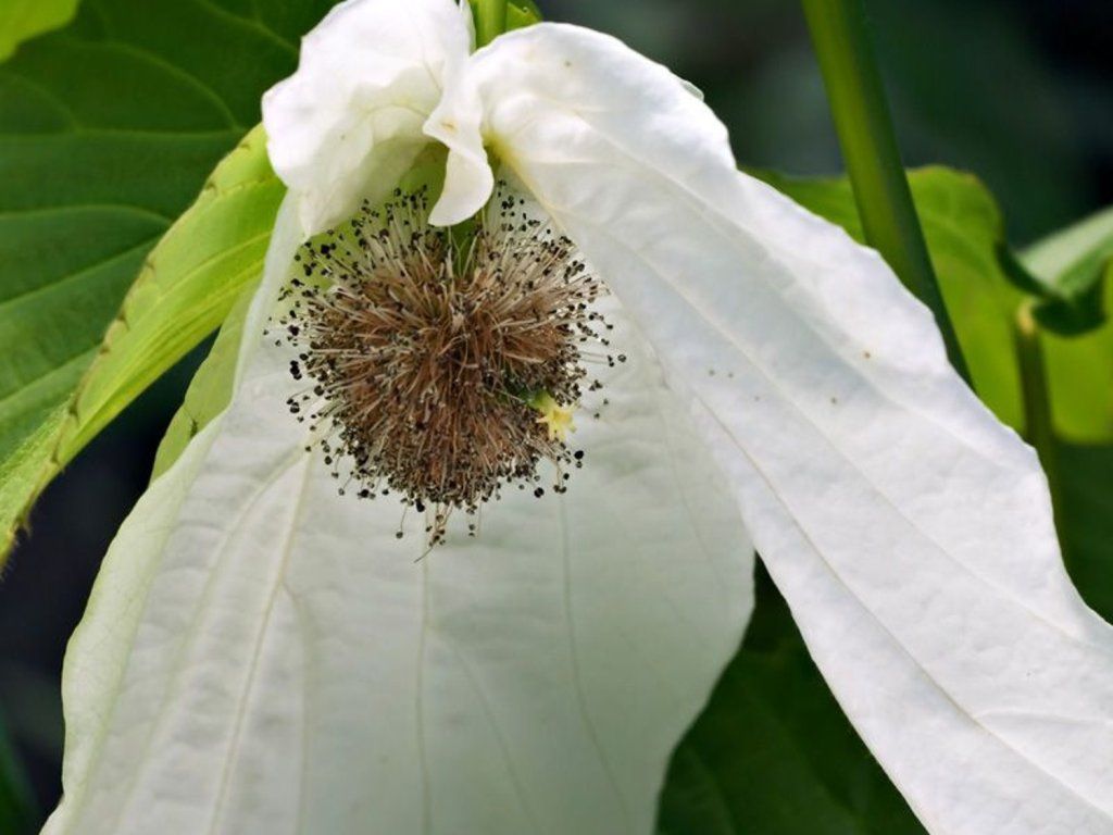 Davídie listenová 'Lady Sunshine'  Davidia involucrata 'Lady Sunshine'