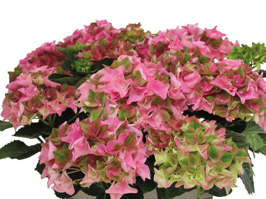 Hortenzie velkolistá Rembrandt® 'Antico Fresco'  Hydrangea macrophyllaRembrandt® 'Antico Fresco'