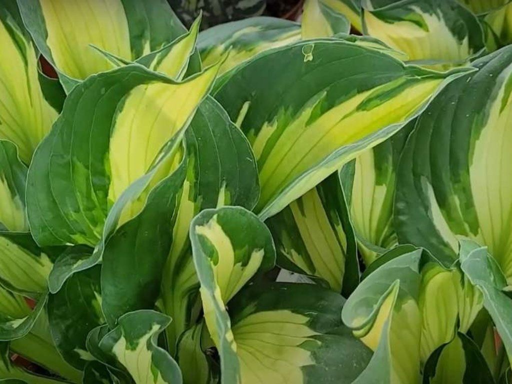 Bohyška 'Colored Hulk' - Hosta 'Colored Hulk'  Hosta 'Colored Hulk'