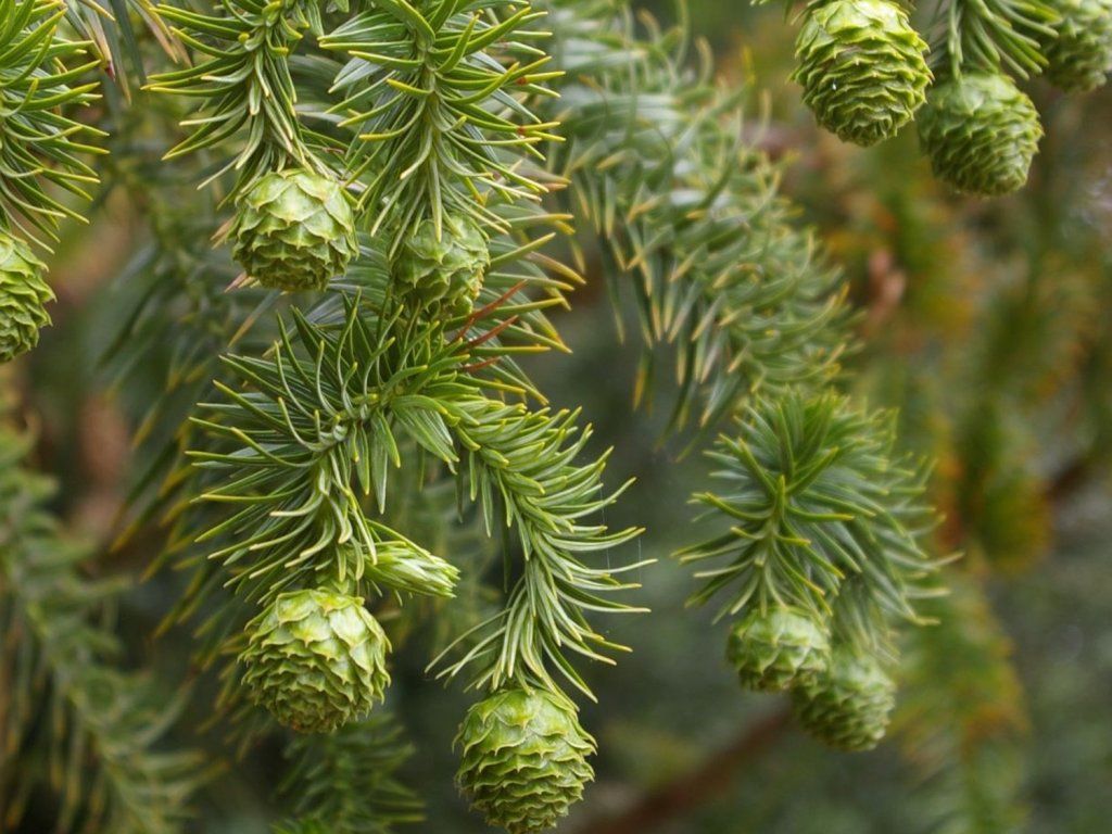 Ostrolistec kopinatý  Cunninghamia lanceolata