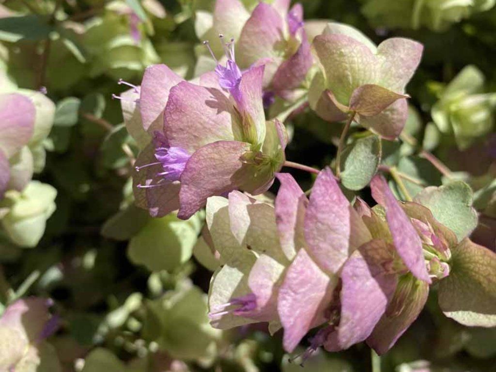 Oregano okrouhlolisté 'Kent Beauty'  Origanum rotundifolium 'Kent Beauty'
