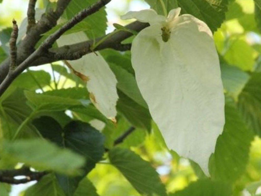 Davídie listenová var. vilmoriniana  Davidia involucrta var. vilmoriniana