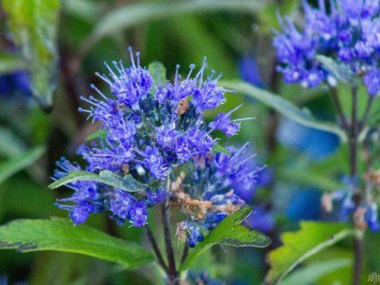 Ořechokřídlec klandonský 'Grand Bleu' - Inoveris  Caryopteris x clandonensis 'Grand Bleu' - Inoveris