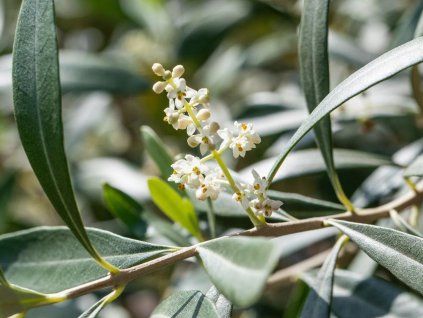 olea