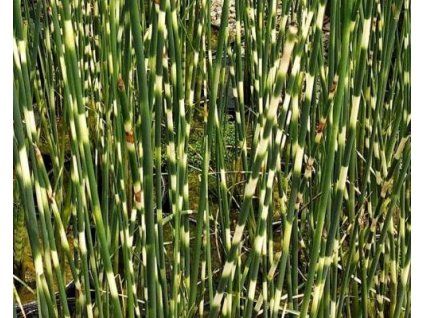 zebrin