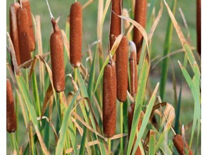 typha