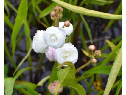 flore