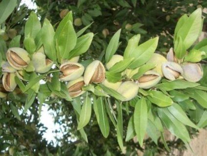 Mandloň 'Vialfas'  Prunus amygdalus ´Vialfas´