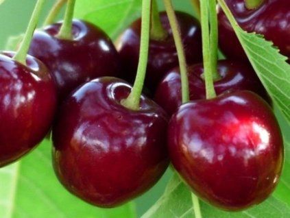 Třešeň 'Duroni'  Prunus avium 'Duroni'