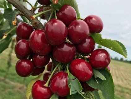 Třešeň 'Elegant Regal'  Prunus avium 'Elegant Regal'