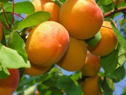 Meruňka 'Diamond'  Prunus armeniaca 'Diamond'