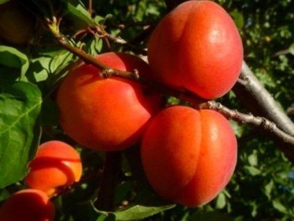 Meruňka 'Paroly'- kontejner  Prunus armeniaca 'Paroly'
