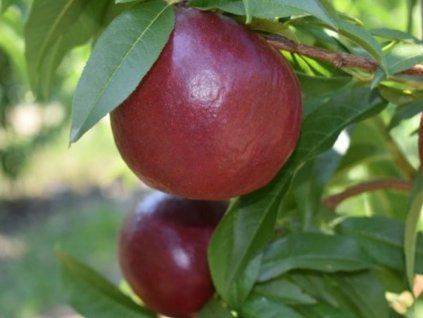 Nektarinka 'Rafale'  Prunus persica 'Rafale'