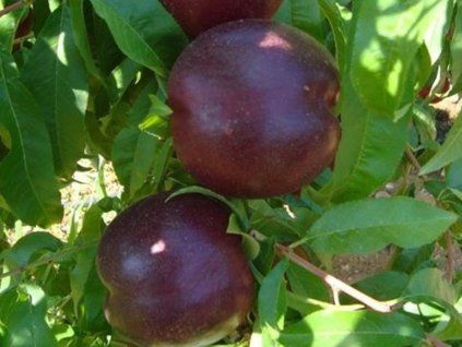Nektarinka 'Orlando'- kontejner  Prunus persica 'Orlando'