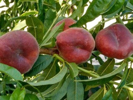 Broskvoň 'Osiris'  Prunus persica 'Osiris'
