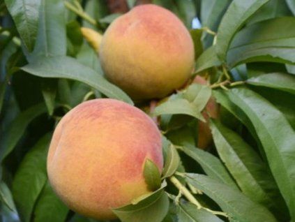 Broskvoň 'Harbel' - kontejner  Prunus persica 'Harbel'