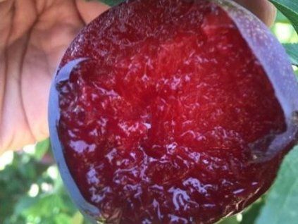 Japonská švestka 'Red Lure' - kontejner  Prunus domestica ´Red Lure'
