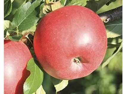 Jabloň 'Red Sun'  Malus domestica 'Red Sun'