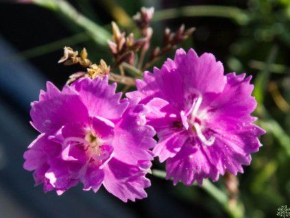 pink twilke