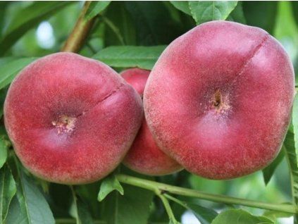 Broskvoň 'Platibelle Platty'  Prunus persica 'Pla
