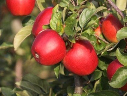Jabloň 'Laetitia'  Malus domestica 'Laetitia'