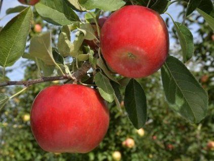 Jabloň 'Ladina'  Malus domestica 'Ladina'