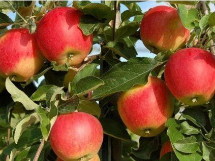 Jabloň 'Galmac'  Malus domestica 'Galmac'