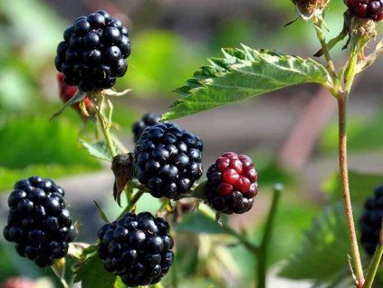 Ostružiník 'Natchez'  Rubus fruticosus 'Natchez'