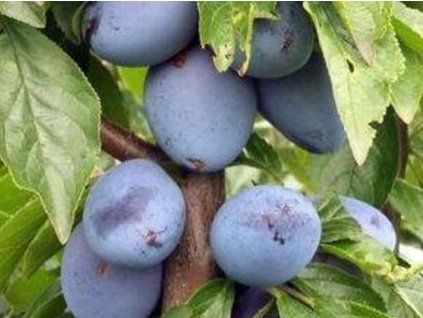 Švestka 'Temano'  Prunus domestica 'Temano'