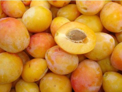 Švestka 'Ance'  Prunus domestica 'Ance'
