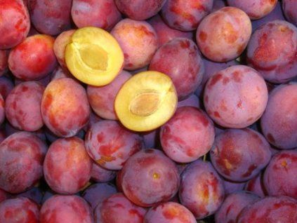 Švestka 'Sonora'  Prunus domestica 'Sonora'