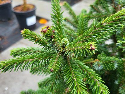 Picea likiangensis var. purpurea (4)