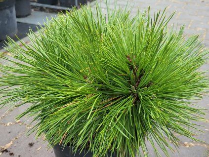 Pinus ponderosa 'Canyon C' kopie
