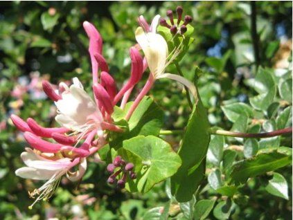 Zimolez kozí list  Lonicera caprifolium