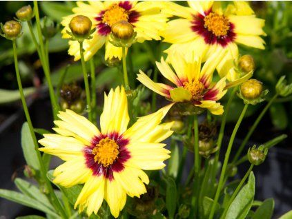 Krásnoočko velkokvěté 'UpTick Yellow and Red' - Coreopsis grandiflora  'UpTick Yellow and Red'  Coreopsis grandiflora 'UpTick Yellow and Red'