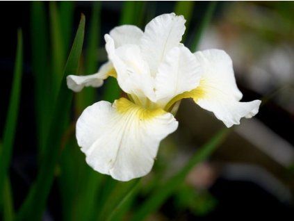 Kosatec sibiřský 'White Swirl' - Iris sibirica 'White Swirl'  Iris sibirica 'White Swirl'