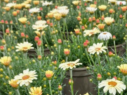 Rhodanthemum 'Zagora Yellow' - Rhodanthemum hosmariense 'Zagora Yellow'  Rhodanthemum hosmariense 'Zagora Yellow'