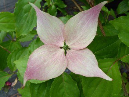 Dřín japonský 'Dwarf Pink Select'  Cornus kousa 'Dwarf Pink Select'