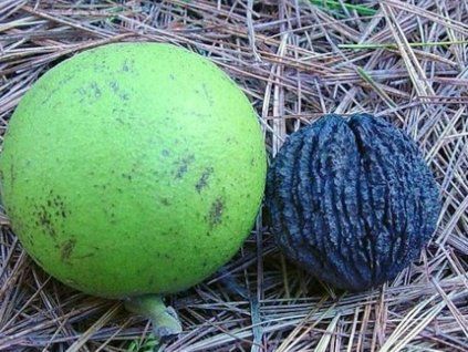 Ořešák černý  Junglans nigra