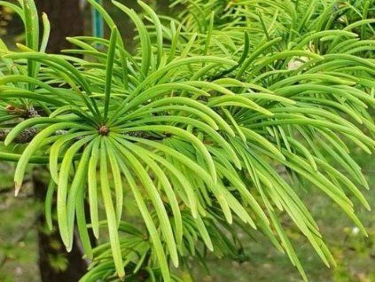 pajehli�n�k