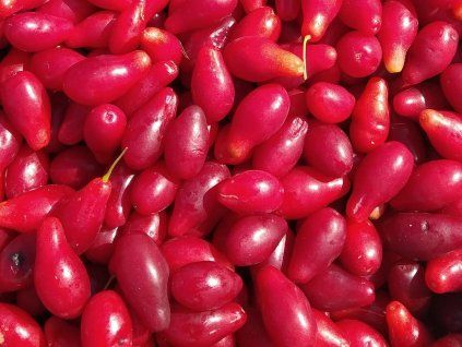 Dřín velkoplodý 'Ekzoticznyj' - kontejner  Cornus mas 'Ekzoticznyj'