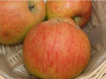Jabloň 'Jonica'  Malus domestica 'Jonica'