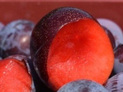 Japonská švestka 'Red Passion'  Prunus salicina 'Red Passion'