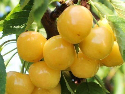 102368 102368 102368 102368 102368 102368 tresen kanarkowa