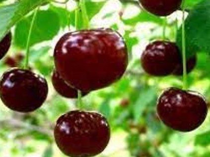 Višeň 'Wolyńska'  Prunus cerasus 'Wolyńska'