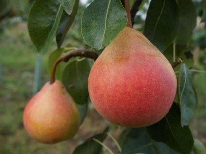 Hrušeň 'Garden Early'  Pyrus communis 'Garden Early'