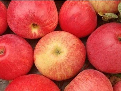 Jabloň sloupovitá 'Galina'  Malus domestica 'Galina'