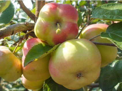 Jabloň 'Apistar'  Malus domestica 'Apistar'